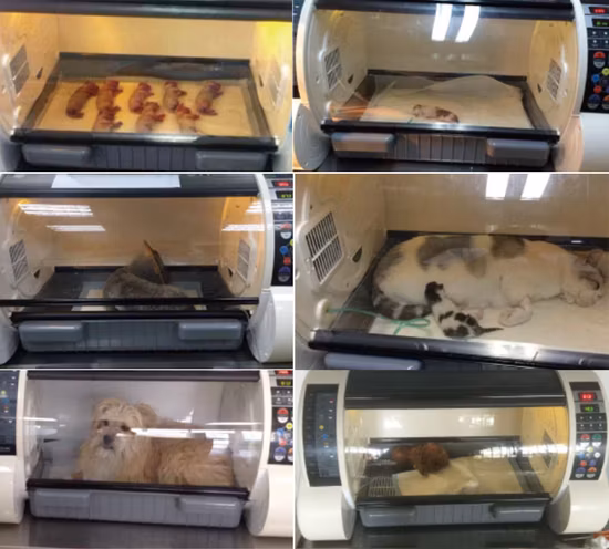 개와 애완동물을 위한 고품질 수의학 산소, 분무기, 사육사, 인큐베이터